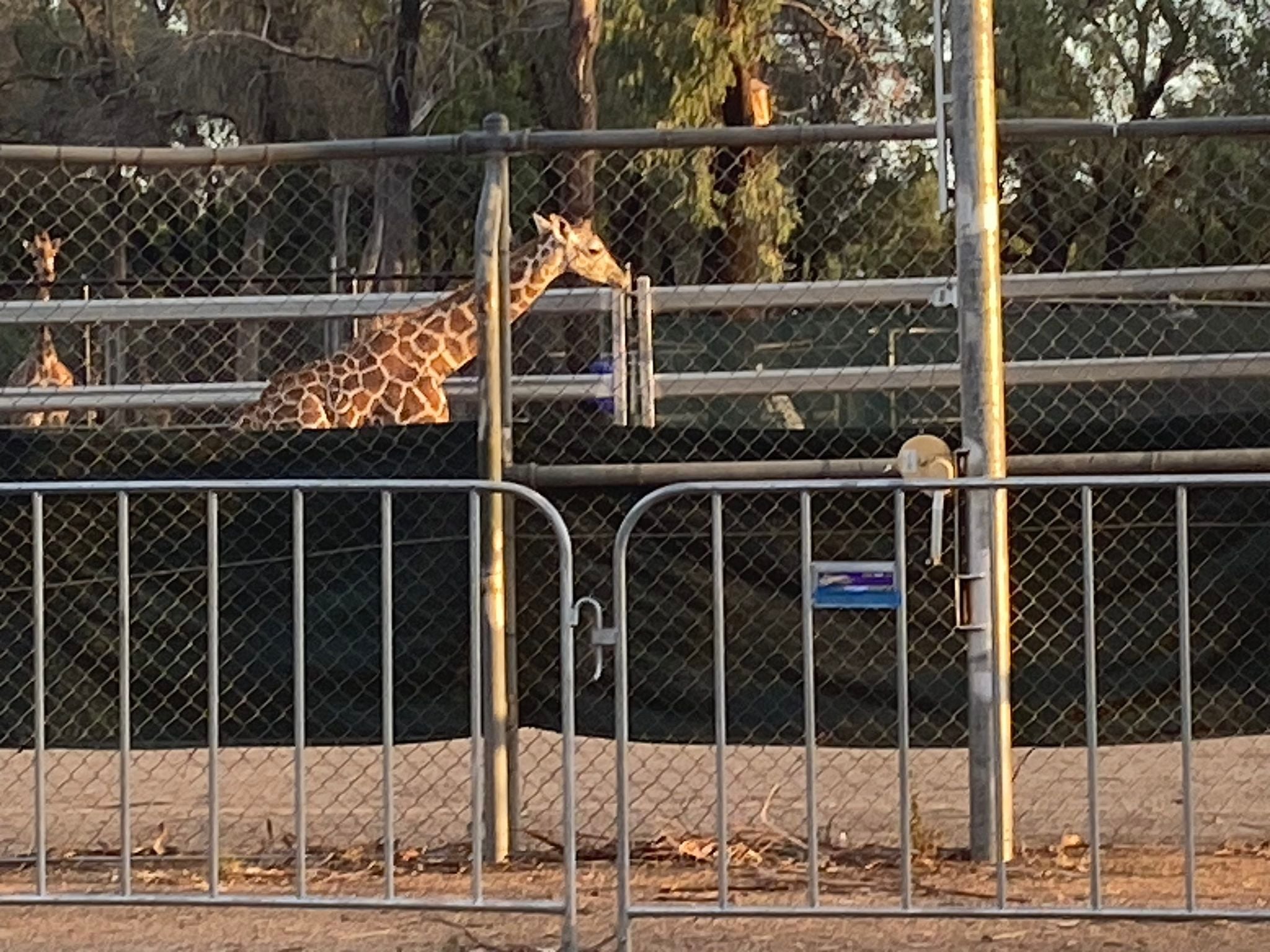 Dubbo Zoo 2025 Image -67de046d572b1